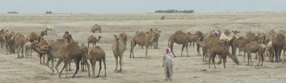 camels_herd.jpg
